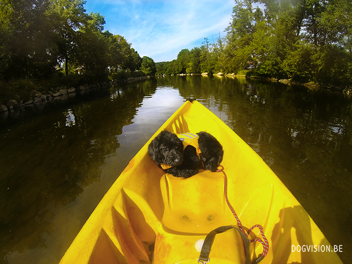 Kajak with dogs | www.DOGvision.be | Gopro | Ruffwear
