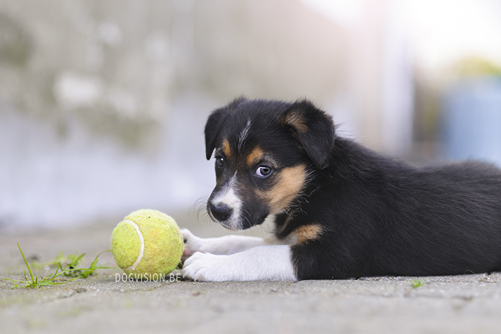 Puppy love! Border Collie puppies | www.DOGvision.be | dog photography Belgium