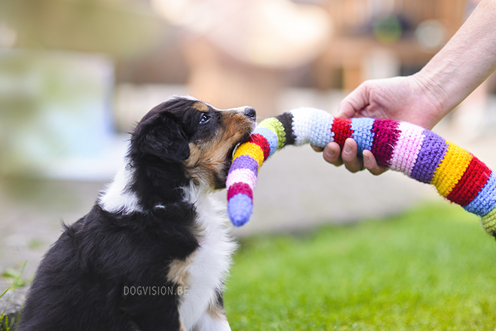 Puppy love! Border Collie puppies | www.DOGvision.be | dog photography Belgium