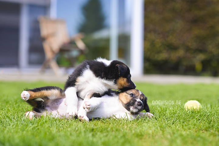 Puppy love! Border Collie puppies | www.DOGvision.be | dog photography Belgium