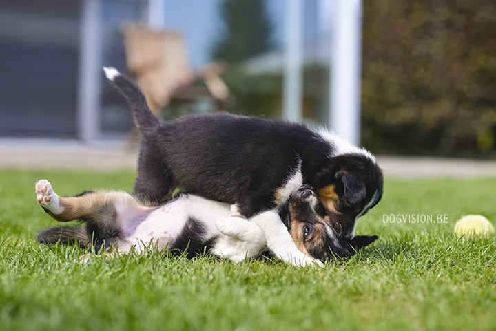 Puppy love! Border Collie puppies | www.DOGvision.be | dog photography Belgium