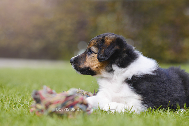 Puppy love! Border Collie puppies | www.DOGvision.be | dog photography Belgium