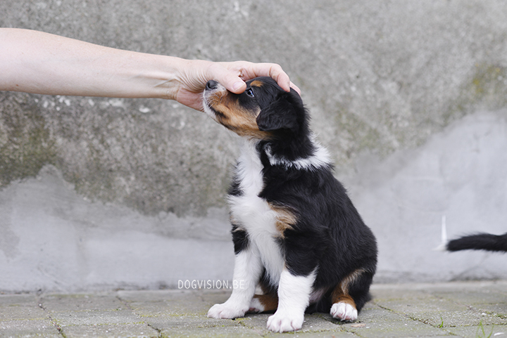 Puppy love! Border Collie puppies | www.DOGvision.be | dog photography Belgium