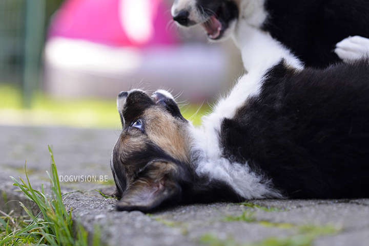 Puppy love! Border Collie puppies | www.DOGvision.be | dog photography Belgium