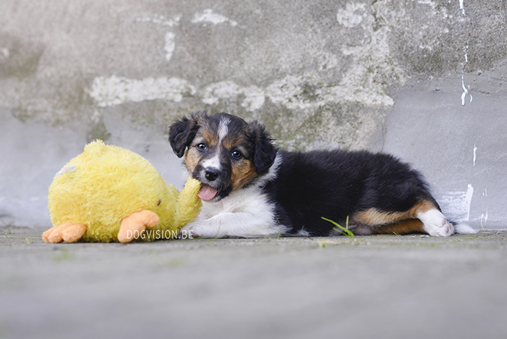 Puppy love! Border Collie puppies | www.DOGvision.be | dog photography Belgium