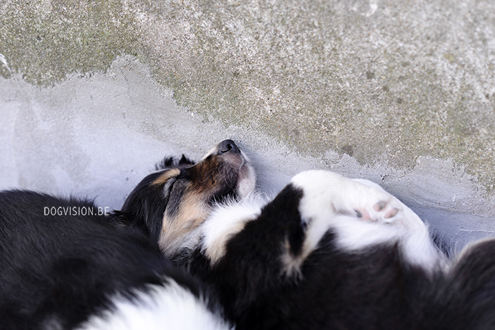 Puppy love! Border Collie puppies | www.DOGvision.be | dog photography Belgium