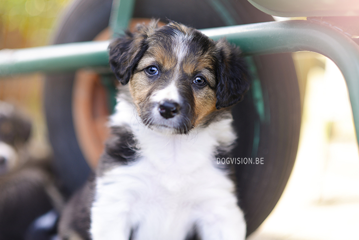 Puppy love! Border Collie puppies | www.DOGvision.be | dog photography Belgium