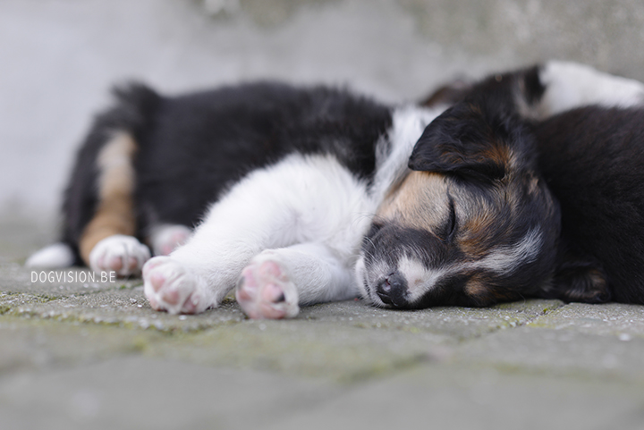 Puppy love! Border Collie puppies | www.DOGvision.be | dog photography Belgium