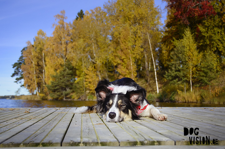 18/10 Bike ride with Mogwai | www.DOGvision.be | dog photography