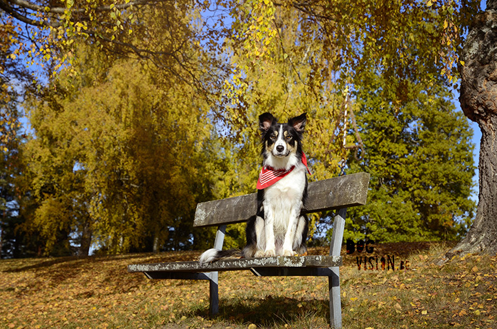 18/10 Bike ride with Mogwai | www.DOGvision.be | dog photography