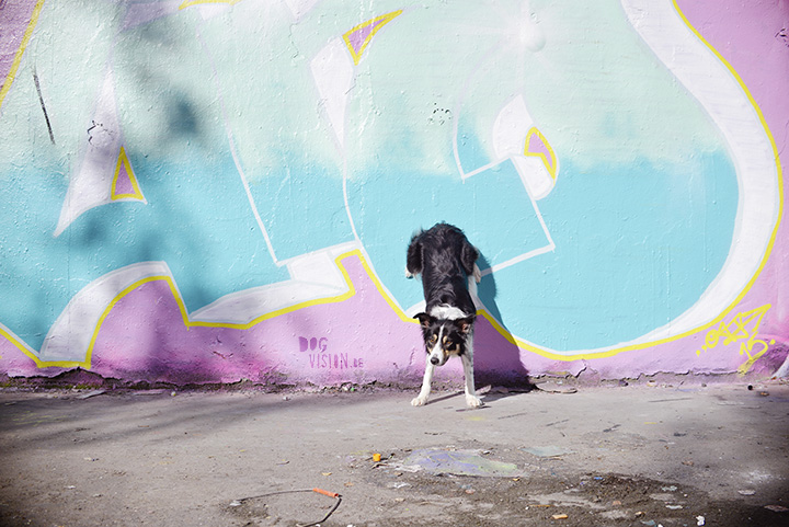 29 september | Graffiti + Border Collie | www.DOGvision.be