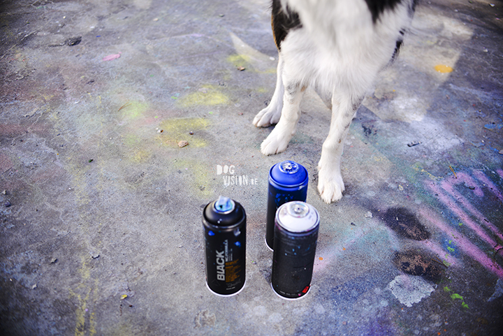 29 september | Graffiti + Border Collie | www.DOGvision.be