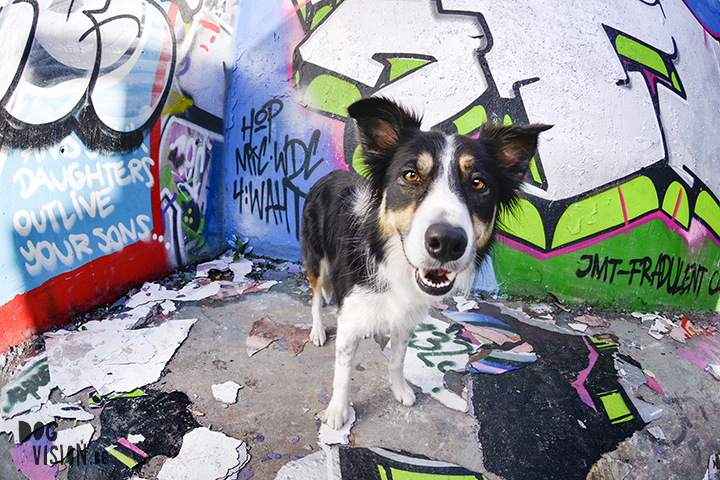 29 september | Graffiti + Border Collie | www.DOGvision.be