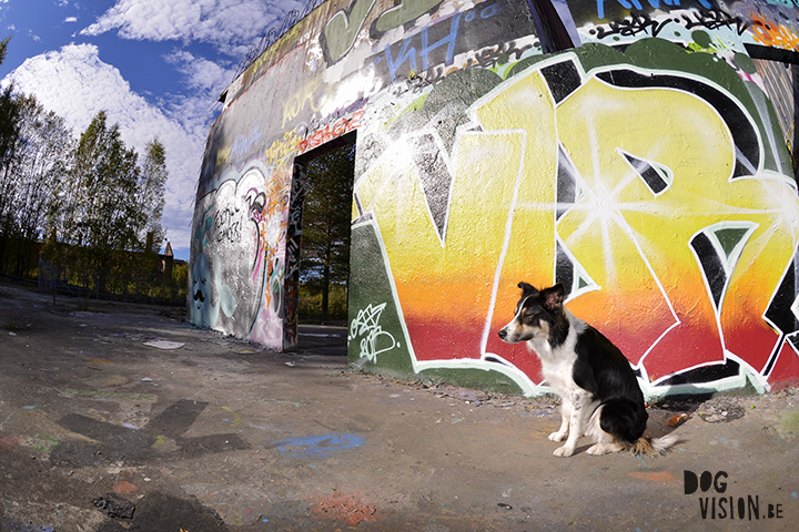 29 september | Graffiti + Border Collie | www.DOGvision.be