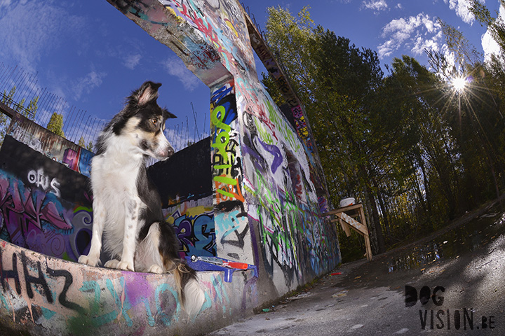 29 september | Graffiti + Border Collie | www.DOGvision.be