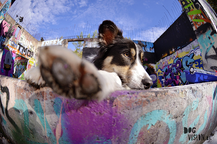 29 september | Graffiti + Border Collie | www.DOGvision.be