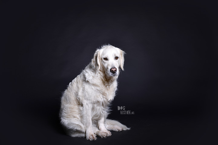 Eclips | Golden retriever | Assistance dog | www.DOGvision.be | dog photography