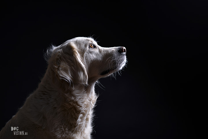 Eclips | Golden retriever | Assistance dog | www.DOGvision.be | dog photography