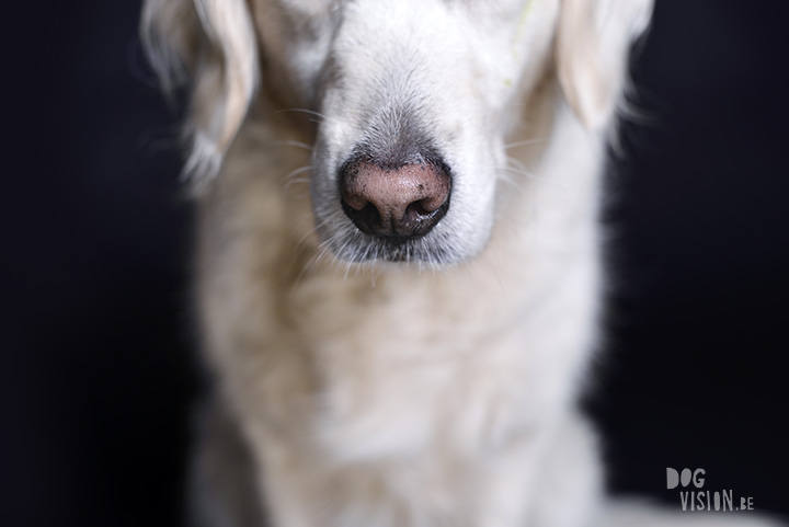 Eclips | Golden retriever | Assistance dog | www.DOGvision.be | dog photography