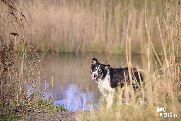 Kerstwandeling met Nolan | www.DOGvision.be | dog photography