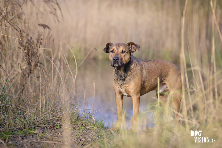 Kerstwandeling met Nolan | www.DOGvision.be | dog photography