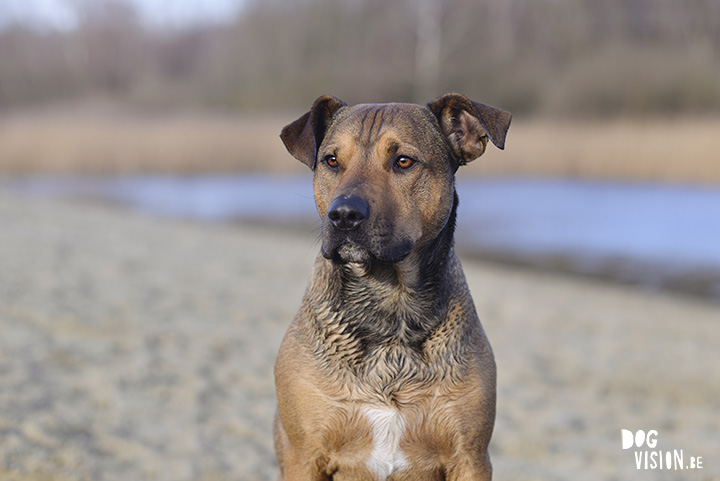 Kerstwandeling met Nolan | www.DOGvision.be | dog photography