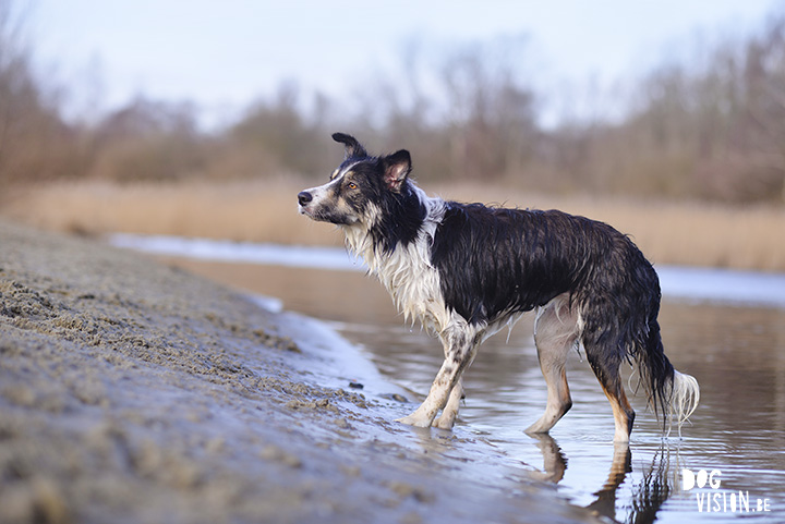 24dec-4Kerstwandeling met Nolan | www.DOGvision.be | dog photography