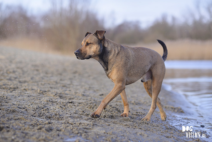 Kerstwandeling met Nolan | www.DOGvision.be | dog photography