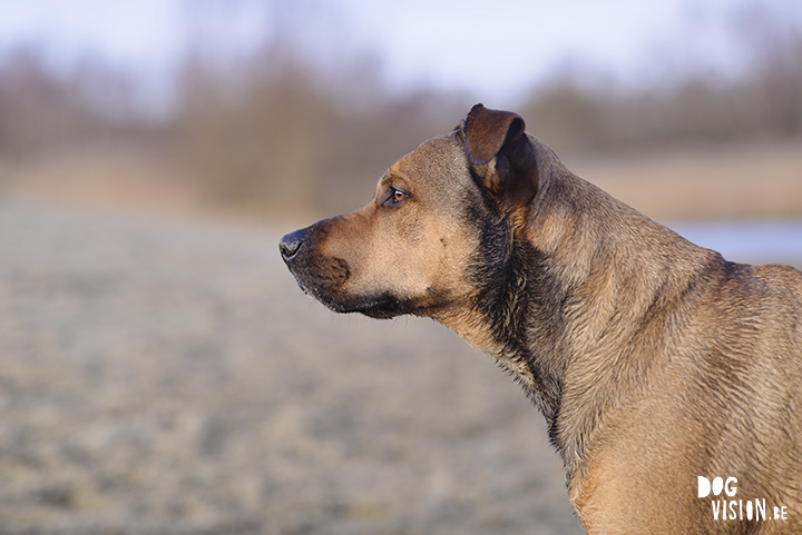 Kerstwandeling met Nolan | www.DOGvision.be | dog photography