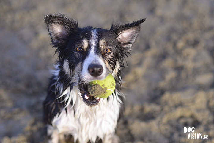 Kerstwandeling met Nolan | www.DOGvision.be | dog photography