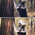 Photoshop before+ after | dog photography | www.DOGvision.be