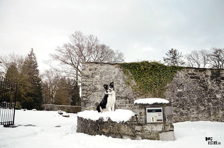 16-01-2016 | Snow | Belgium | DOGvision dog photography | www.DOGvision.be