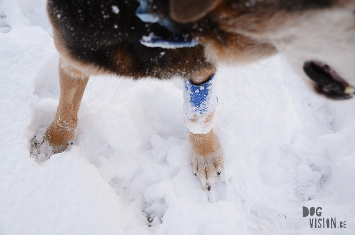 16-01-2016 | Snow | Belgium | DOGvision dog photography | www.DOGvision.be