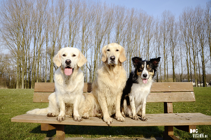 Bubbel, Hummer & Mogwai | www.DOGvision.be | assistance dog Hummer