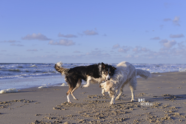 Dogs @ the beach | www.DOGvision.be | dog photography