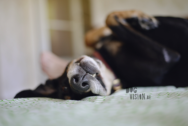 Ravasz | Transylvanian hound | www.DOGvision.be | Dog photography