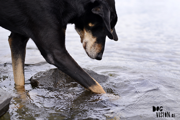 Ravasz | Transylvanian hound | www.DOGvision.be | Dog photography