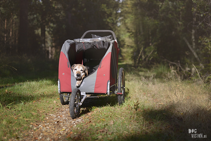 Seniors rule! | www.DOGvision.be | dog photography