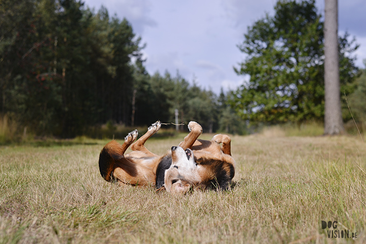 Seniors rule! | www.DOGvision.be | dog photography