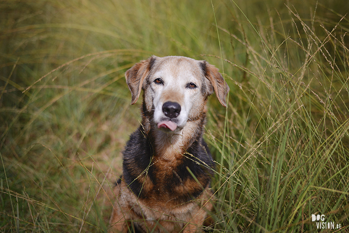 #TongueOutTuesday (41)| DOGvision.be | dog photography