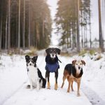 Working with dogs | www.DOGvision.be