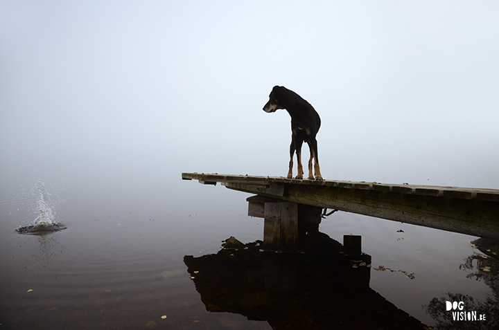 http://www.dogvision.be/blog/fototip-tegenlicht-silhouetten/