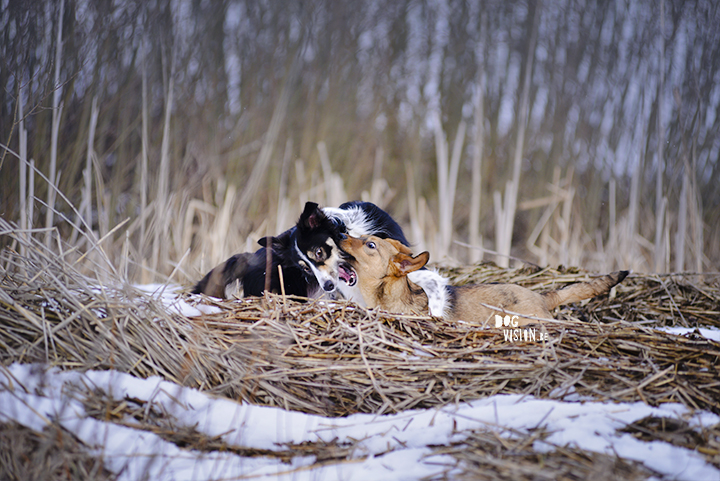 Mogwai | Border Collie | Tongue Out Tuesday | www.DOGvision.be