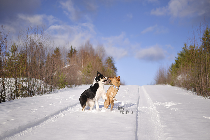 #TongueOutTuesday (09) | www.DOGvision.be | dog photography