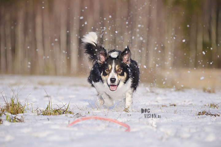 Mogwai | Border Collie | dog photography | www.DOGvision.be