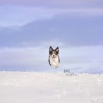 Mogwai | Border Collie | dog photography | www.DOGvision.be