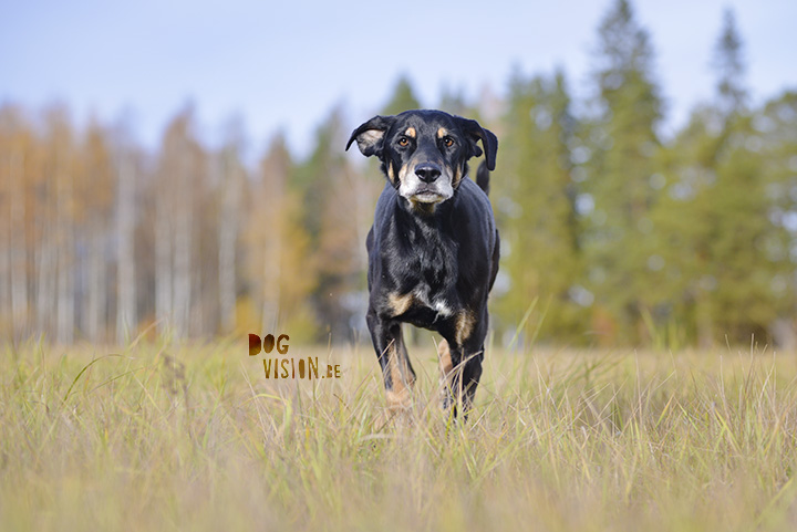 Zo fotografeer je een zwarte hond | www.DOGvision.be