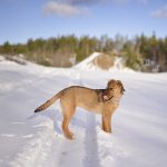 #TongueOutTuesday (09) | www.DOGvision.be | dog photography