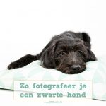 Zo fotografeer je een zwarte hond | www.DOGvision.be