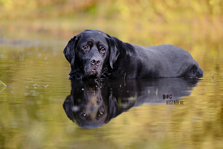 Zo fotografeer je een zwarte hond | www.DOGvision.be